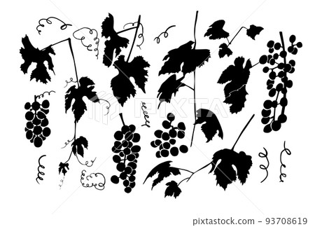 Set of grapes silhouette. Vector illustration 93708619