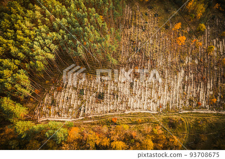 Aerial view green pine forest in deforestation area landscape. Top view of european nature from high attitude in autumn season. Drone view. Bird's eye view a logging zone cuts through forest 93708675