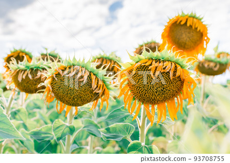 Blooming sunflowers close-up on a field on a summer day. Harvest and cultivation Blooming sunflowers close-up on a field on a summer day. Harvest and cultivation 93708755