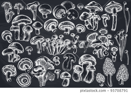 Vector set of hand drawn chalk oyster mushroom, champignon, honey agaric, etc. 93708791