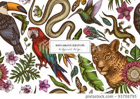 Tropical animals seamless pattern background design. Engraved style. Hand drawn leopard, snake, lizard, hummingbird, toucan, scarlet macaw, rajah brooke's birdwing, african giant swallowtail, monstera Tropical animals seamless pattern background design. Engraved style. Hand drawn leopard, snake, lizard, hummingbird, toucan, scarlet macaw, rajah brooke's birdwing, african giant swallowtail, monstera 93708795