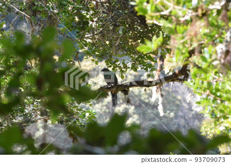 長尾的美鳥 長尾的美鳥 93709073