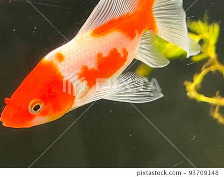 Goldfish   93709148