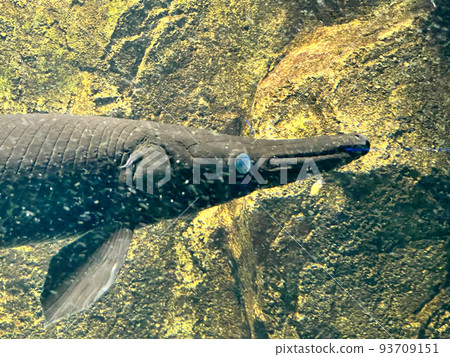 鱷魚皮爾 93709151