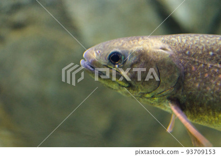Rock fish close-up Rock fish close-up 93709153
