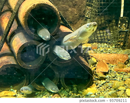 eel eel 93709211