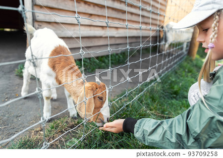 Little cute adorable caucasian blond kid girl farmer having fun enjoy feeding baby goat animal with grass hand at far yard or zoo. Children outdoor activities pet care. Livestock countryside barnyard 93709258