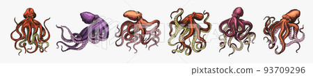 Sea octopus. Engraved hand drawn in old sketch, vintage creature. Nautical or marine, monster 93709296