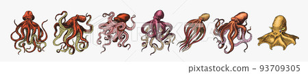 Sea octopus. Engraved hand drawn in old sketch, vintage creature. Nautical or marine, monster 93709305