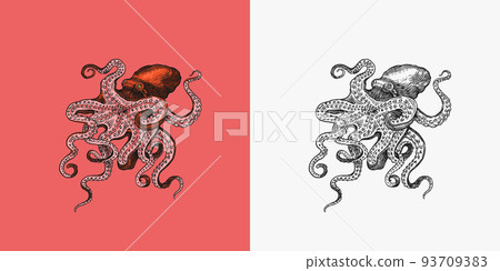 Sea octopus. Engraved hand drawn in old sketch, vintage creature. Nautical or marine, monster 93709383