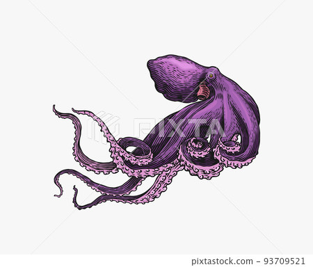 Sea octopus. Engraved hand drawn in old sketch, vintage creature. Nautical or marine, monster 93709521