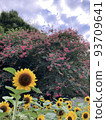 向日葵和紫薇 93709641