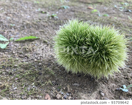 栗子 栗子 93709642