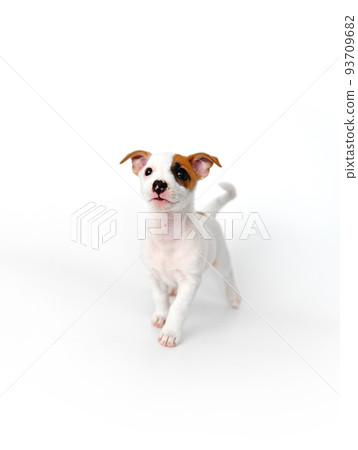 a jack russell terrier puppy on a white background 93709682
