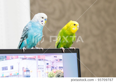 [寵物] 在電腦上玩耍的虎皮鸚鵡 93709787