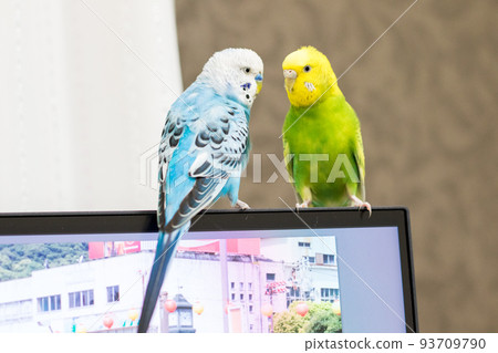 [Pet] Budgerigar playing on a computer 93709790