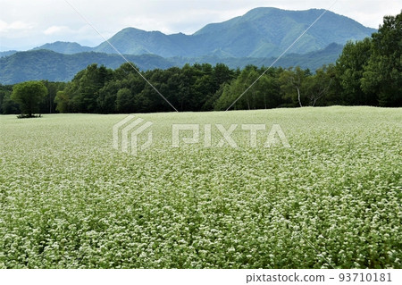 Fukushima Aizu Plateau Takatsue Soba Field 93710181