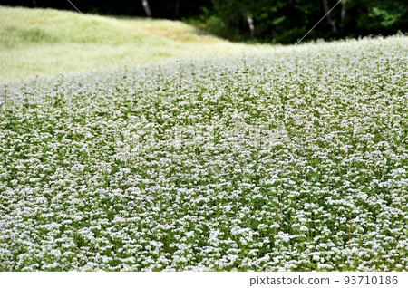 Fukushima Aizu Plateau Takatsue Soba Field 93710186