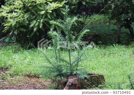 Park landscape with small tree with green leaves growing from a stump 93710491