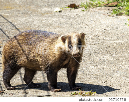 A Japanese badger walking along a path near a field A Japanese badger walking along a path near a field 93710756