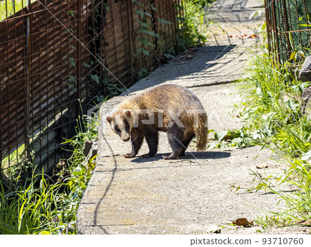 一隻日本獾走在田野附近的小路上 93710760