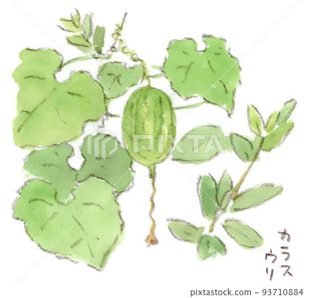 夏秋花，仍藍花生的水彩插圖 93710884