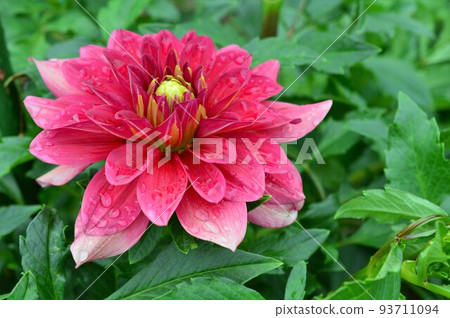 Tenjiku Button (Tenjiku Peony) 大麗花 93711094