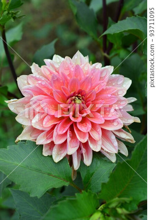 Tenjiku Button (Tenjiku Peony) 大麗花 93711095