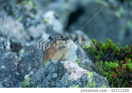 Ezo pika 在綠色的清晨碎石場上沉思 93711289