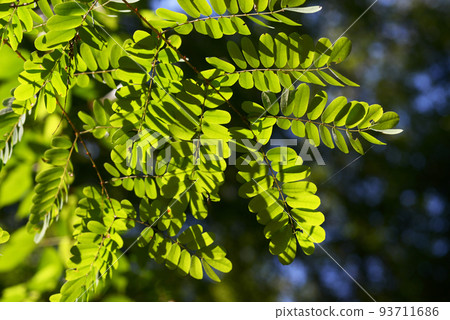 Privet leaf pattern 93711686