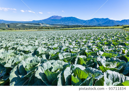 Asama mountain range and cabbage field 93711834