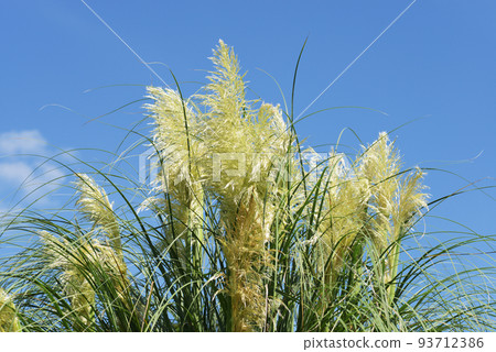Pampasgrass Pampasgrass 93712386