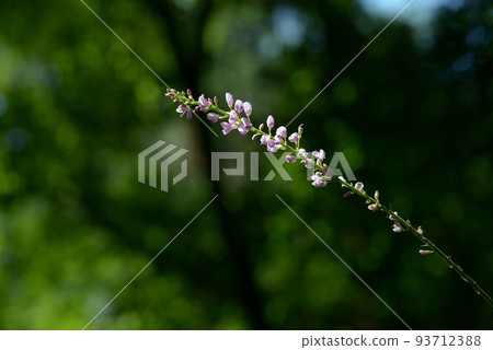 Fuji Licorice 93712388