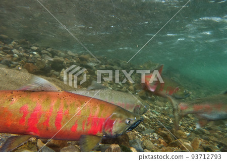 Underwater photography of cherry salmon 93712793