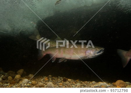 Underwater photography of cherry salmon Underwater photography of cherry salmon 93712798