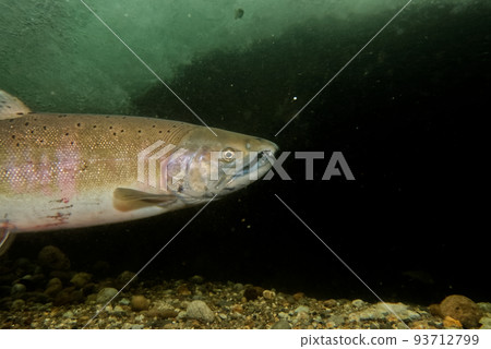 Underwater photography of cherry salmon 93712799