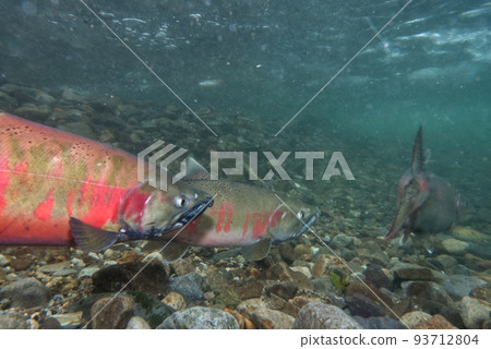 Underwater photography of cherry salmon 93712804