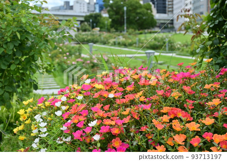 [Urban landscape] Osaka Nakanoshima Nakanoshima Park 93713197