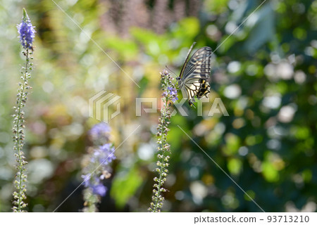 Swallowtail butterfly Swallowtail butterfly 93713210