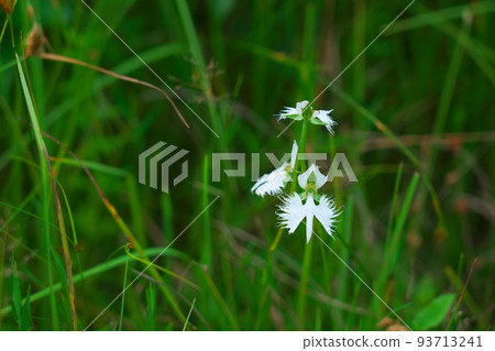 Hiigo Pond Marsh的代表花，Sagisou no Hana 32，Soja City，岡山縣 93713241