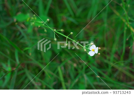 岡山縣肥後池濕地 1 總社市盛開的 Omodaka 花 93713243