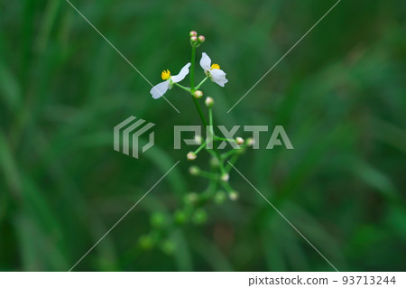 岡山縣比護池濕地 2 總社市盛開的 Omodaka 花 93713244