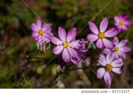 秋季花壇盛開的粉紅色波斯菊景觀材料 93713357