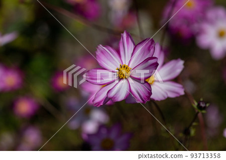 秋季花壇盛開的粉紅色波斯菊景觀材料 93713358