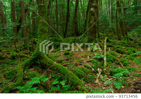 青木原樹海 / 遇險圖像 93713456