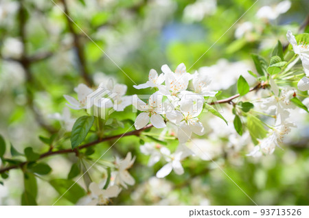 祖米的花 祖米的花 93713526