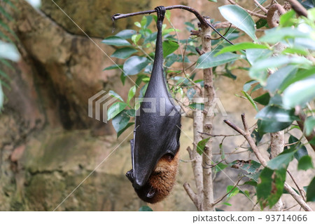 A bat hanging on a tree Indian flying fox 93714066