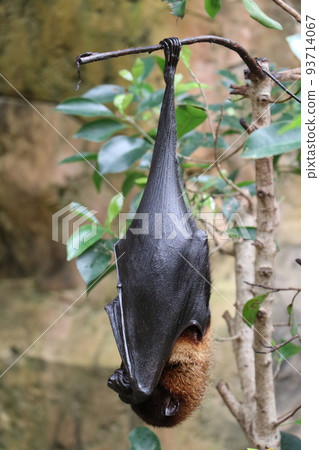 A bat hanging on a tree Indian flying fox 93714067