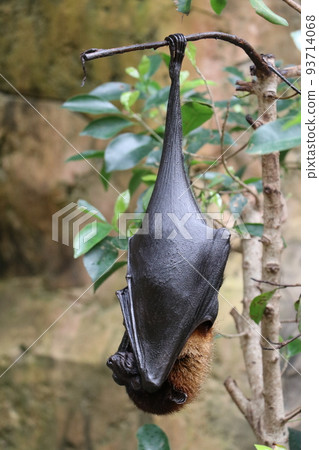 A bat hanging on a tree Indian flying fox 93714068