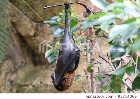 A bat hanging on a tree Indian flying fox 93714069